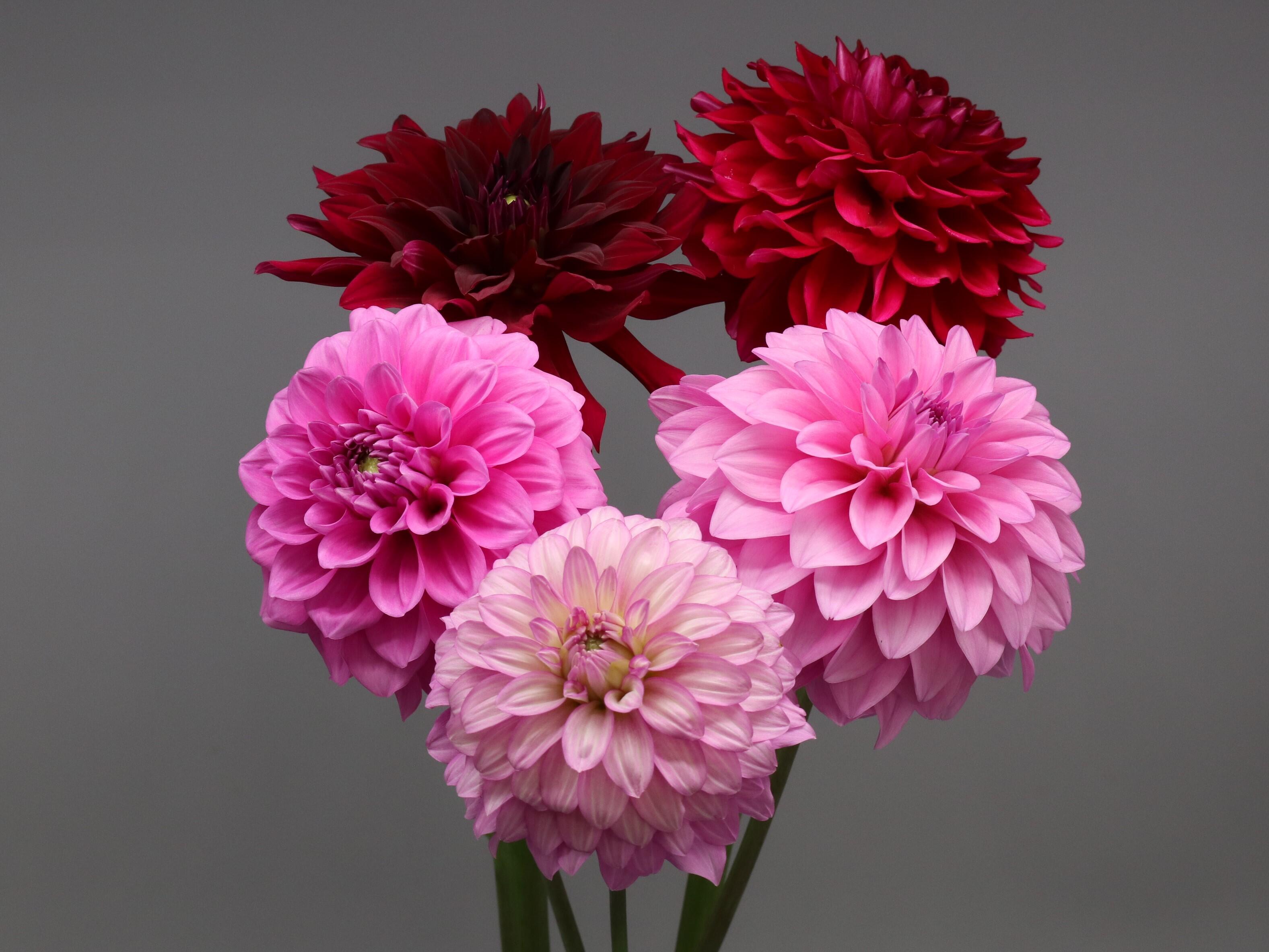 ダリアの華展2023